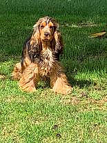 Ripeur participe au concours pour gagner de l'argent avec cette photo : canidae, carnivore, companion_dog, dog, dog_breed, grass, liver, plant, snout, soil, sporting_group, terrestrial_animal, terrier, water_dog, working_animal