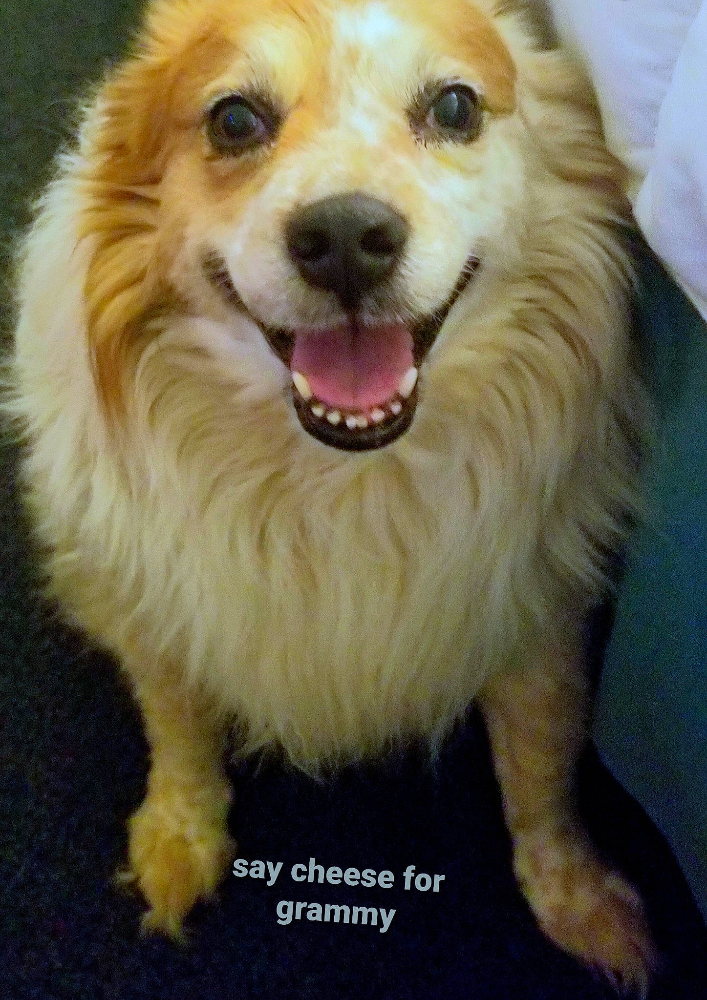 Knuckles is registered to the contest to win money with this photo: ancient_dog_breeds, canidae, carnivore, collar, companion_dog, dog, dog_breed, fang, fawn, fur, jaw, smile, snout, sporting_group, whiskers, working_dog