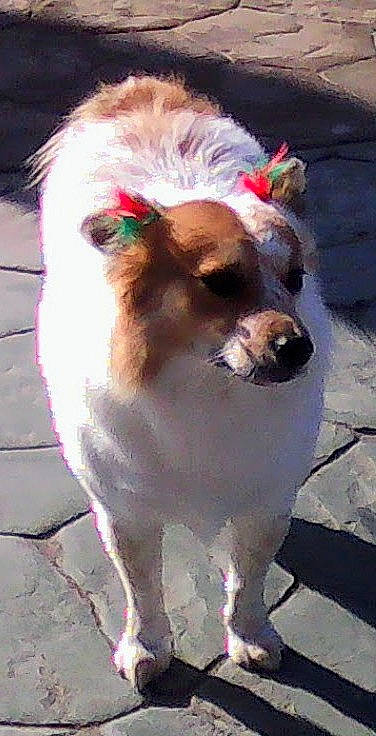 Louie Doctolero is registered to the contest to win money with this photo: canidae, carnivore, collar, companion_dog, dog, dog_breed, dog_collar, dog_supply, fawn, fur, leash, liver, non_sporting_group, pet_supply, road_surface, snout, sporting_group, tail, whiskers, working_animal