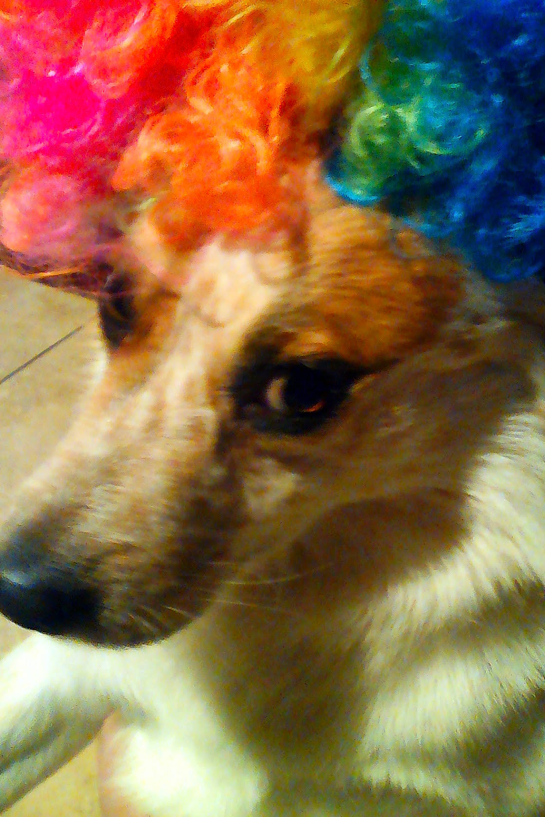 Louie Doctolero is registered to the contest to win money with this photo: ancient_dog_breeds, art, canidae, carnivore, close_up, companion_dog, deer, dog, dog_breed, electric_blue, event, fawn, felidae, fur, snout, sporting_group, terrestrial_animal, whiskers, wildlife