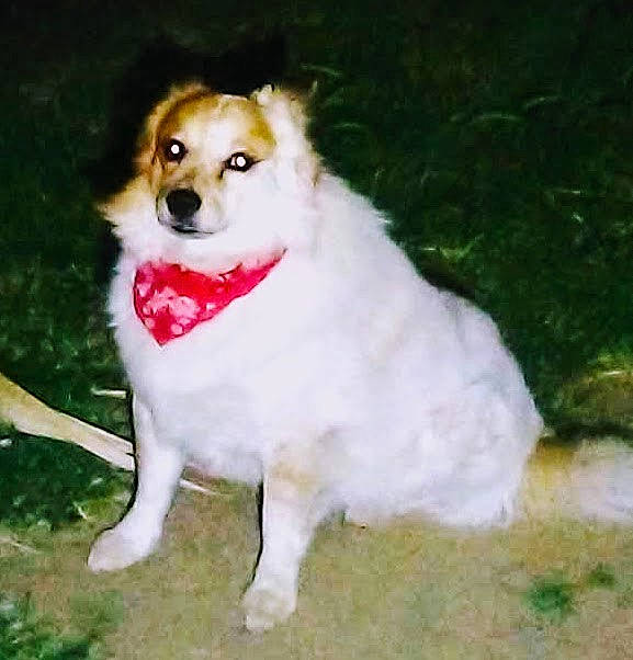 Louie Doctolero joined the competition — help win amazing prizes! ancient_dog_breeds, canidae, carnivore, companion_dog, dog, dog_breed, dog_supply, fawn, fur, german_spitz, german_spitz_klein, grass, herding_dog, plant, snout, sporting_group, tail, toy_dog, working_animal, working_dog