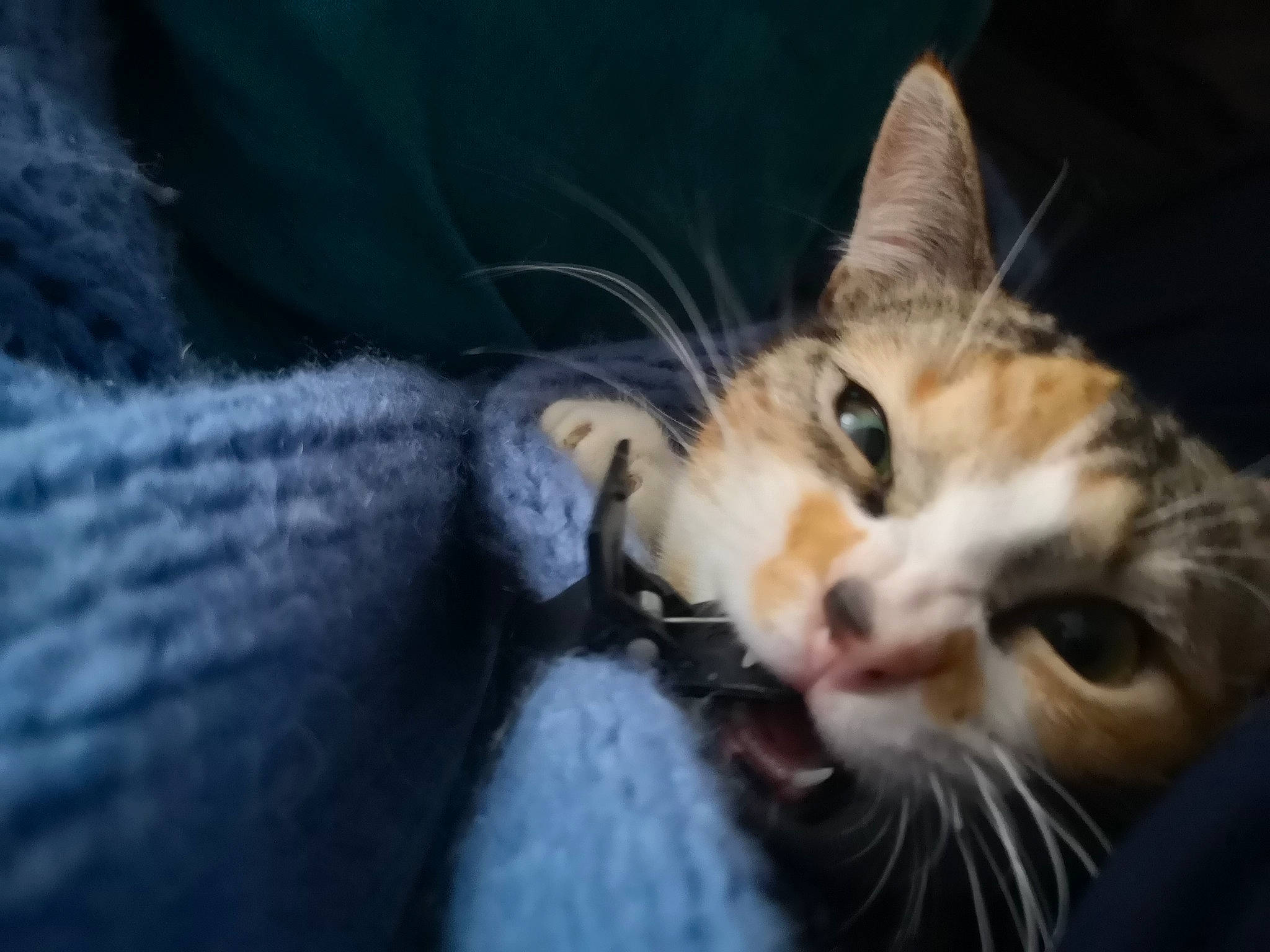 Pitchoune participe au concours pour gagner de l'argent avec cette photo : carnivore, cat, claw, comfort, darkness, domestic_short_haired_cat, ear, electric_blue, eye, felidae, fur, paw, sitting, small_to_medium_sized_cats, snout, tail, whiskers, wildlife