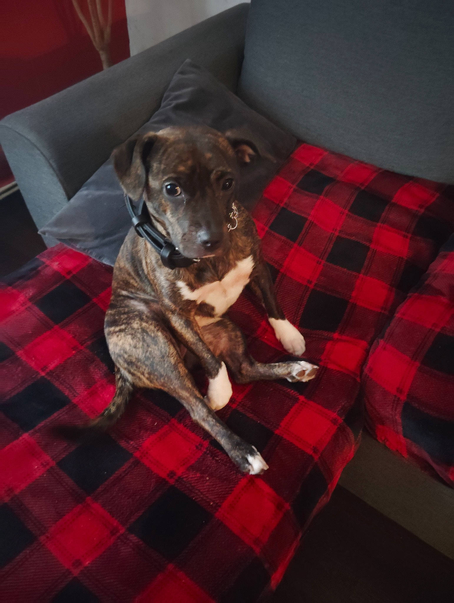 Stella