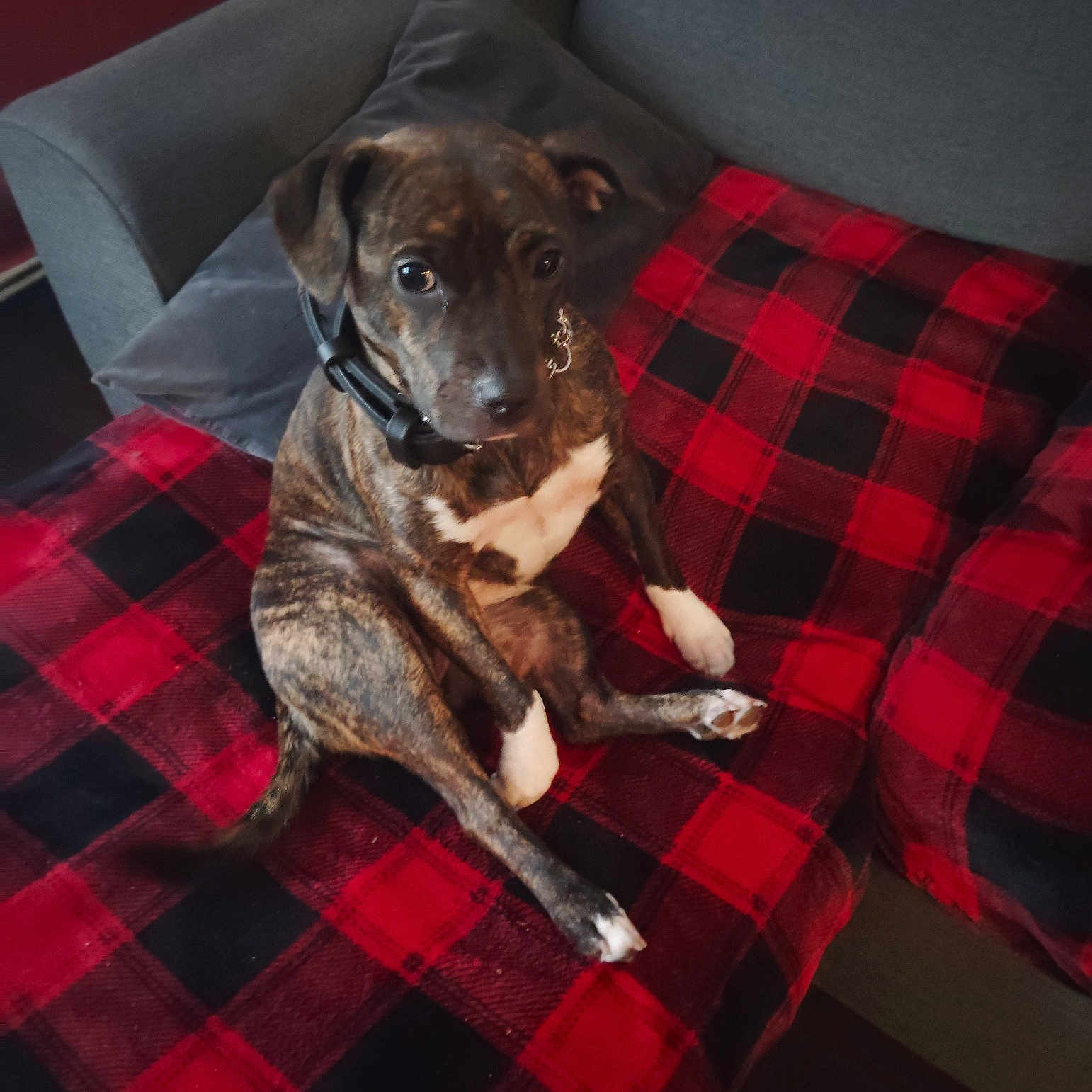 Stella