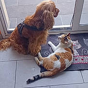 Minouche a rejoint le concours — aidez-le/la à gagner de superbes lots ! dog, cat, calico_cat, brown_dog, pets, animal, indoors, window, door, tile_floor, rug, harness, sitting, lying_down, fluffy, long_hair, companions, home, natural_light, playful