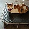 Minouche a rejoint le concours — aidez-le/la à gagner de superbes lots ! cat, calico_cat, pet, animal, feline, lying_down, indoor, tile_floor, sunlight, shadows, wheeled_platform, red_collar, brown_and_white, orange_patches, black_patches, green_eyes, portrait, home, relaxed, funny