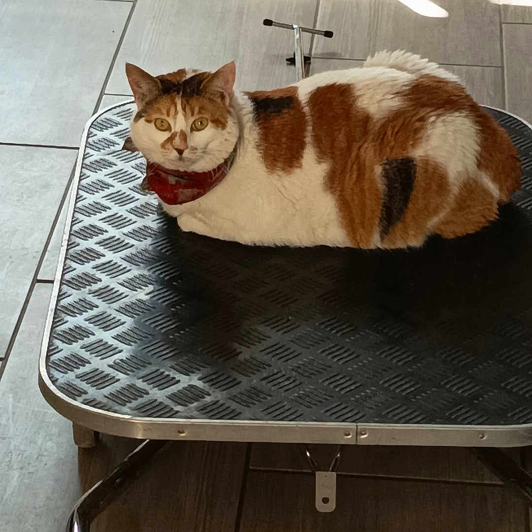 Minouche a rejoint le concours — aidez-le/la à gagner de superbes lots ! cat, calico_cat, pet, animal, feline, lying_down, indoor, tile_floor, sunlight, shadows, wheeled_platform, red_collar, brown_and_white, orange_patches, black_patches, green_eyes, portrait, home, relaxed, funny