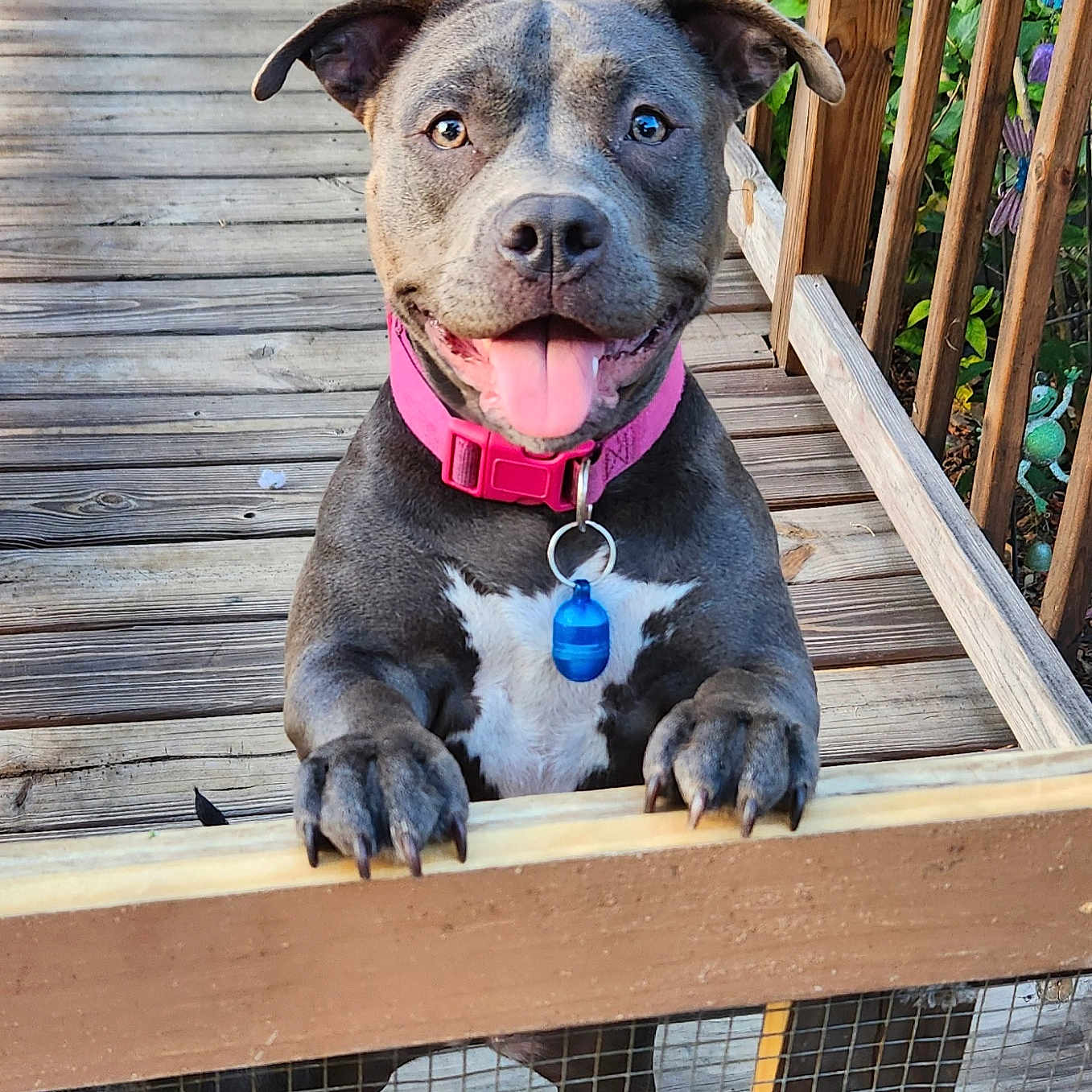 Luna is registered to the contest to win money with this photo: accessories, animal, architecture, building, bulldog, canine, deck, dog, hound, house, housing, indoors, interiordesign, outdoors, pet, plywood, porch, puppy, shelter, wood