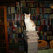 Bandit a rejoint le concours — aidez-le/la à gagner de superbes lots ! animal, books, cat, chair, cozy, curious, furniture, home, indoor, lamp, library, orange_and_white_cat, pet, reading_room, shelf, sitting, stack, stacked_books, table, wicker