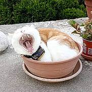 Pirate participe au concours pour gagner de l'argent avec cette photo : cat, yawning, orange_and_white, fluffy, pet, collar, flowerpot, garden, outdoor, terrace, plants, greenery, shrubs, potted_plant, animal, feline, funny, portrait, closeup, daylight