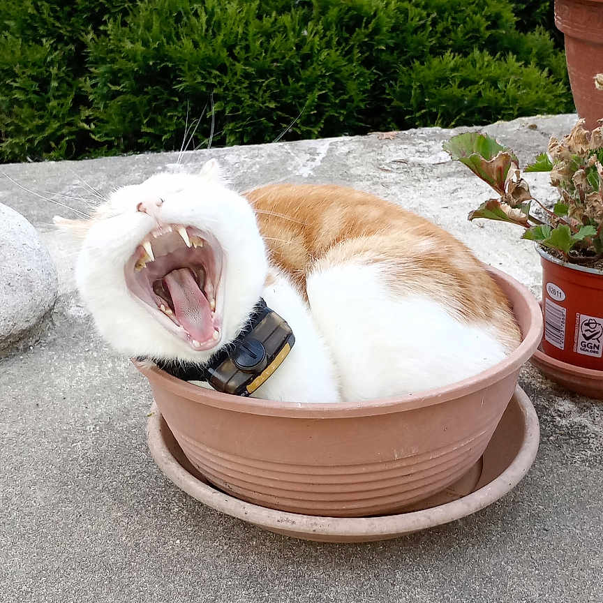Pirate participe au concours pour gagner de l'argent avec cette photo : cat, yawning, orange_and_white, fluffy, pet, collar, flowerpot, garden, outdoor, terrace, plants, greenery, shrubs, potted_plant, animal, feline, funny, portrait, closeup, daylight