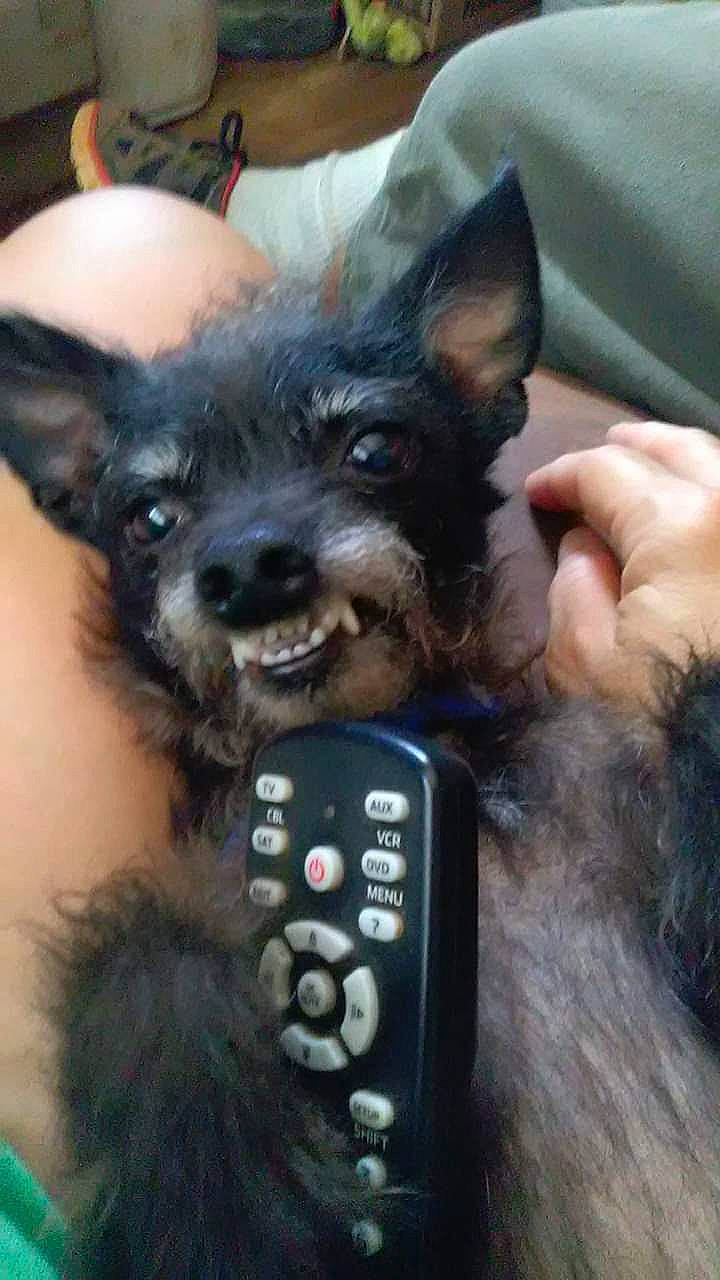 Pepper Wulf joined the competition — help win amazing prizes! audio_equipment, canidae, carnivore, chihuahua, companion_dog, dog, dog_breed, ear, fawn, felidae, fur, gadget, guard_dog, small_terrier, sporting_group, telephony, terrier, toy_dog, whiskers, working_animal