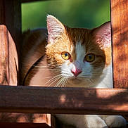 Om participe au concours pour gagner de l'argent avec cette photo : animal, cat, closeup, curious, ears, eyes, face, feline, green_background, nature, orange_cat, outdoor, pet, portrait, resting, shadow, sunlight, whiskers, white_cat, wood