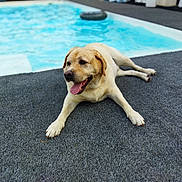 Paco a rejoint le concours — aidez-le/la à gagner de superbes lots ! dog, golden_retriever, animal, pet, laying_down, tongue_out, happy, gray_carpet, swimming_pool, water, outdoor, sunny, relaxed, canine, fur, mammal, daylight, leisure, companion, resting