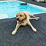dog, golden_retriever, animal, pet, laying_down, tongue_out, happy, gray_carpet, swimming_pool, water, outdoor, sunny, relaxed, canine, fur, mammal, daylight, leisure, companion, resting