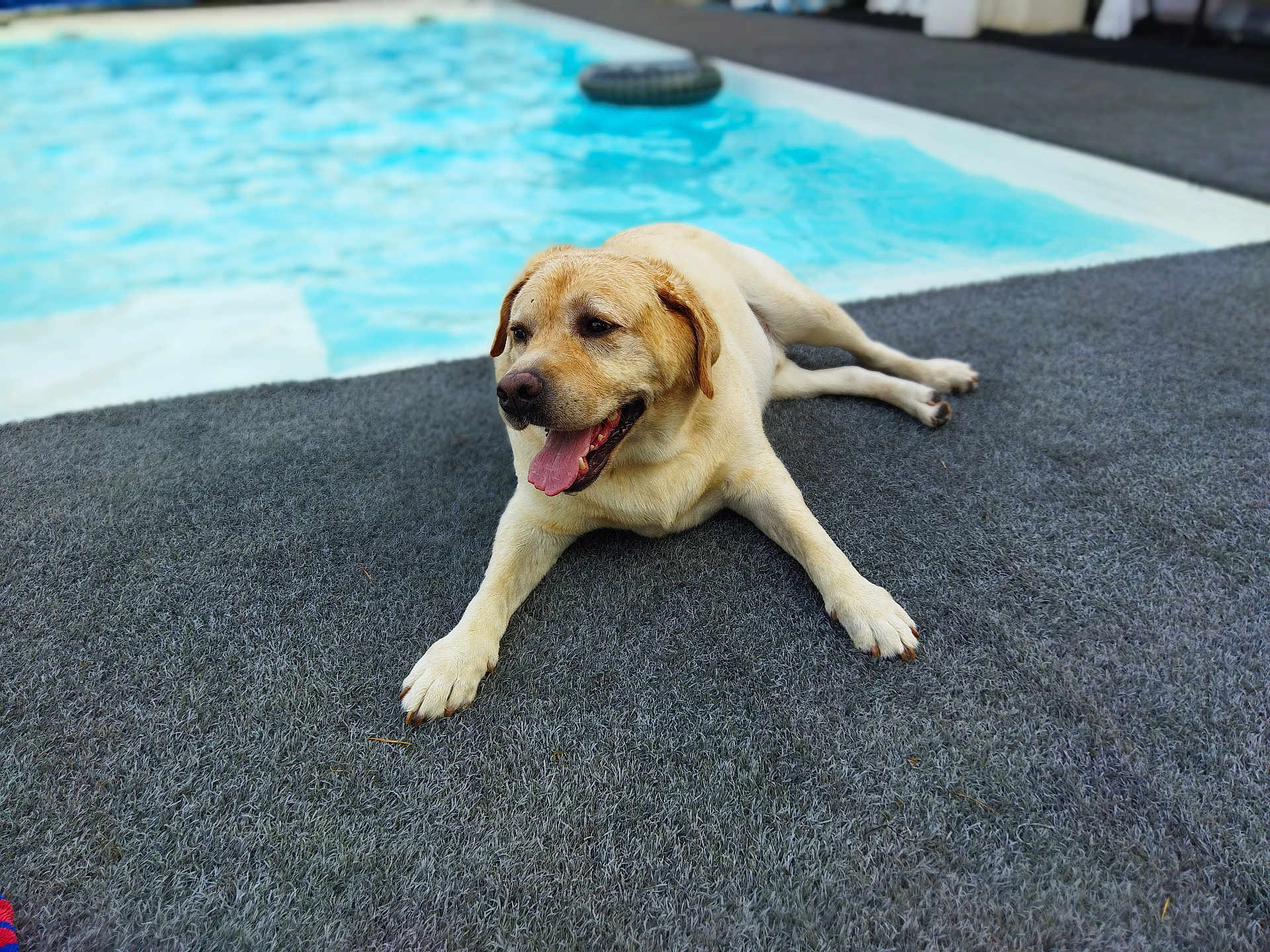 Paco a rejoint le concours — aidez-le/la à gagner de superbes lots ! dog, golden_retriever, animal, pet, laying_down, tongue_out, happy, gray_carpet, swimming_pool, water, outdoor, sunny, relaxed, canine, fur, mammal, daylight, leisure, companion, resting