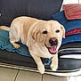 Paco participe au concours pour gagner de l'argent avec cette photo : dog, labrador, couch, blanket, pillow, indoor, pet, smiling, happy, fur, animal, tongue, relaxed, resting, home, tile_floor, light, cozy, comfort, domestic
