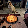 Paco participe au concours pour gagner de l'argent avec cette photo : ashtray, birthday, cake, candles, celebration, cigarettes, cozy, dog, floor_tiles, furniture, indoor, labrador, living_room, party_hat, pet, remote_control, smartphone, table, television, waiting