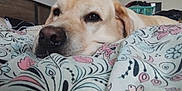 Paco participe au concours pour gagner de l'argent avec cette photo : dog, golden_retriever, labrador, bedroom, blanket, floral_pattern, resting, close_up, pet, canine, indoor, comfort, calm, brown_eyes, fur, snout, relaxed, home, sleepy, cute