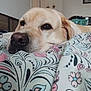 dog, golden_retriever, labrador, bedroom, blanket, floral_pattern, resting, close_up, pet, canine, indoor, comfort, calm, brown_eyes, fur, snout, relaxed, home, sleepy, cute