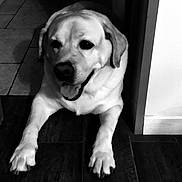 Paco participe au concours pour gagner de l'argent avec cette photo : animal, black_and_white, canine, companion, cute, dog, domestic_animal, doorway, floor, friendly, house, indoor, labrador, laying_down, pet, portrait, relaxed, smiling, tongue_out, wood_floor