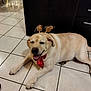 Paco participe au concours pour gagner de l'argent avec cette photo : dog, labrador, indoor, floor, tile, antlers, red_bow, pet, smiling, lying_down, festive, holiday, cute, animal, domestic, canine, reindeer, accessory, happy, decor