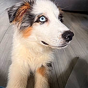 Blue a rejoint le concours — aidez-le/la à gagner de superbes lots ! puppy, dog, blue_eyes, fluffy, indoor, floor, sofa, fur, curious, pet, canine, young_dog, close_up, adorable, animal, mammal, portrait, cute, looking_away, household