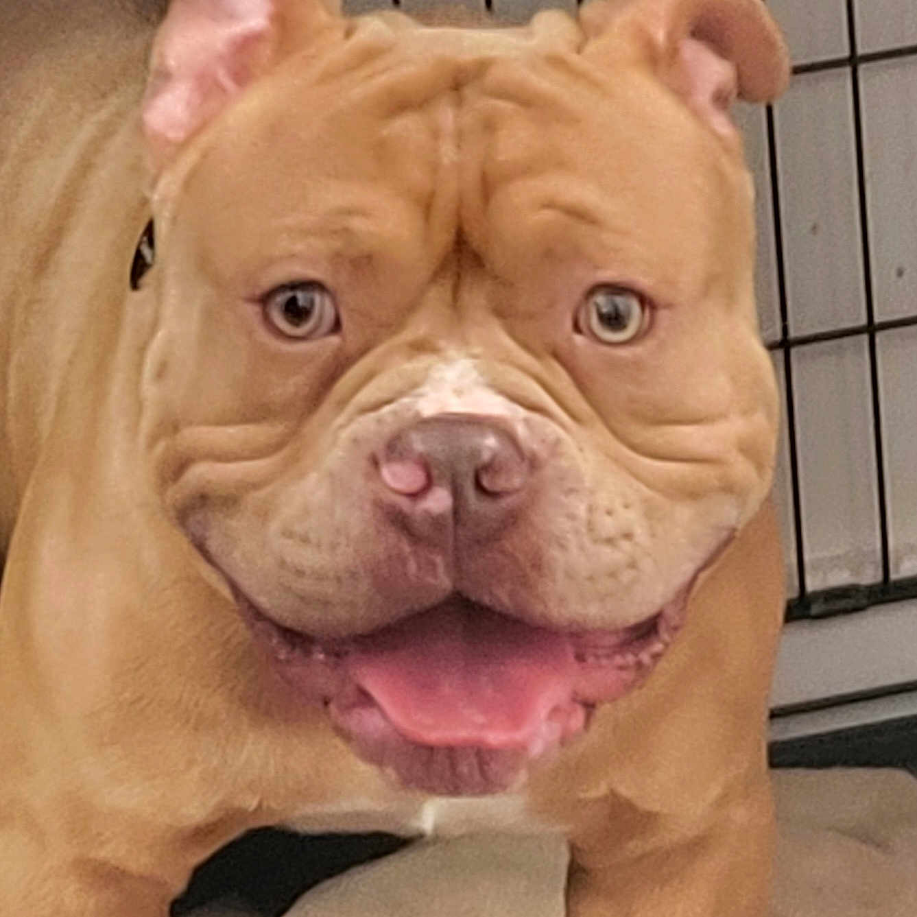 King Sire is registered to the contest to win money with this photo: adorable, blanket, brown_coat, bulldog, close_up, crate, dog, ears, eyes, face, indoor, kennel, nose, panting, pet, portrait, short_fur, smiling, tongue_out, wrinkled_skin