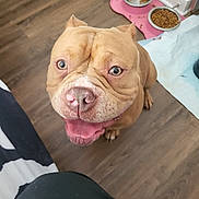King Sire is registered to the contest to win money with this photo: brown_coat, bulldog, close_up, dog, dog_bowl, eyes, feeding_area, flooring, food, happy, indoor, kibble, looking_up, nose, paw, pet, short_hair, smiling, tongue_out, wrinkled_face