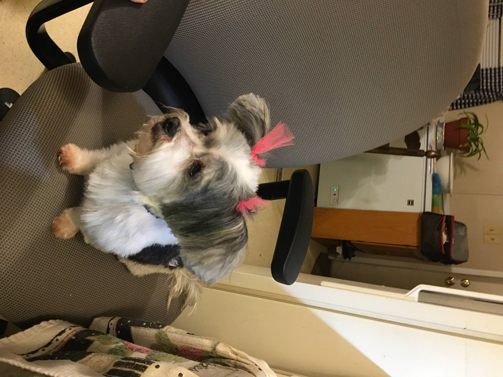 Precious joined the competition — help win amazing prizes! audio_equipment, auto_part, canidae, carnivore, comfort, companion_dog, dog, dog_breed, fawn, felidae, fur, nap, non_sporting_group, paw, puppy, room, small_to_medium_sized_cats, sporting_group, toy_dog, whiskers