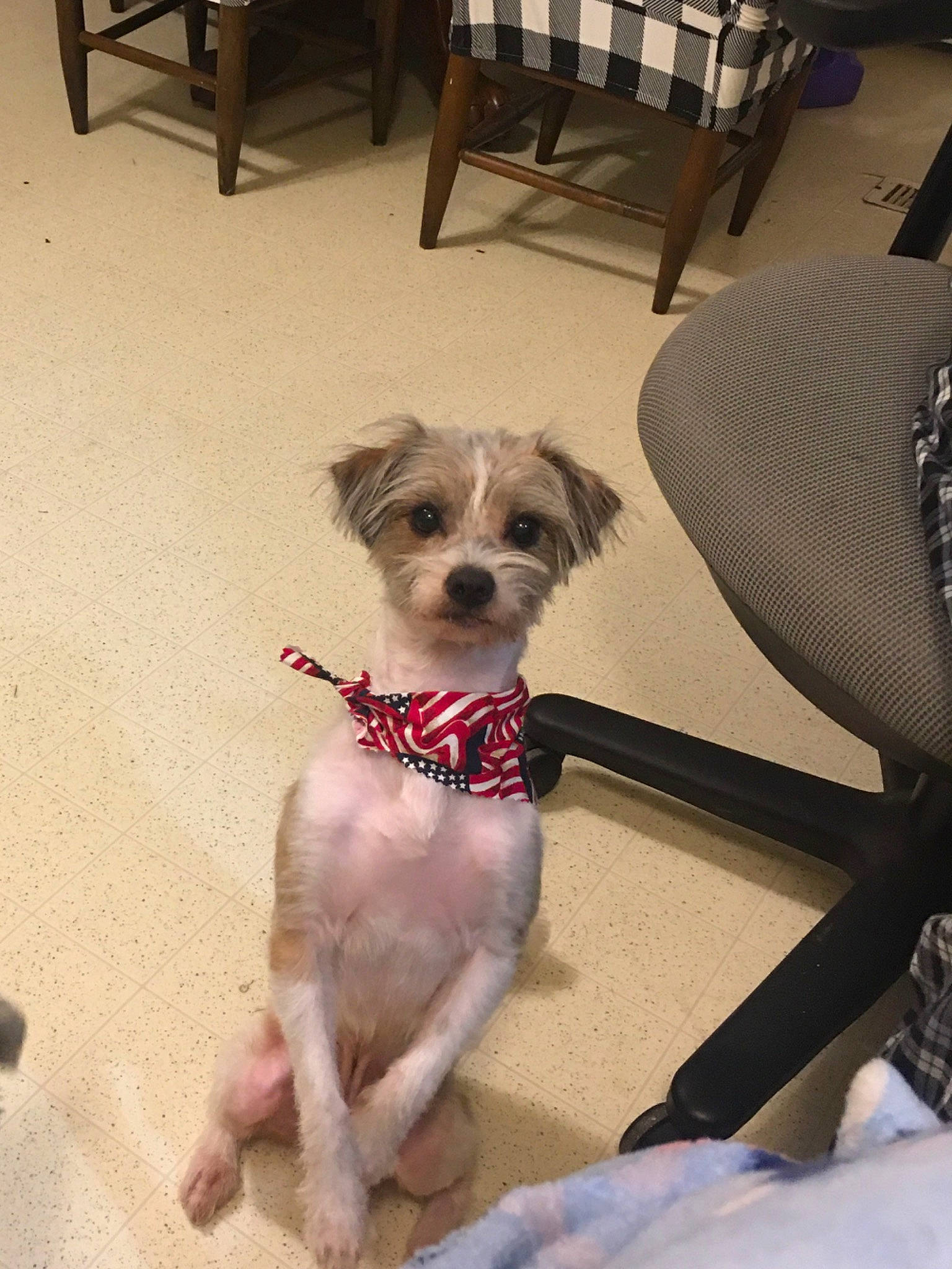 Scruffy is registered to the contest to win money with this photo: carnivore, chair, collar, comfort, companion_dog, dog, dog_breed, dog_clothes, dog_collar, dog_supply, fawn, flooring, fur, leash, liver, pet_supply, snout, sporting_group, toy_dog, working_animal