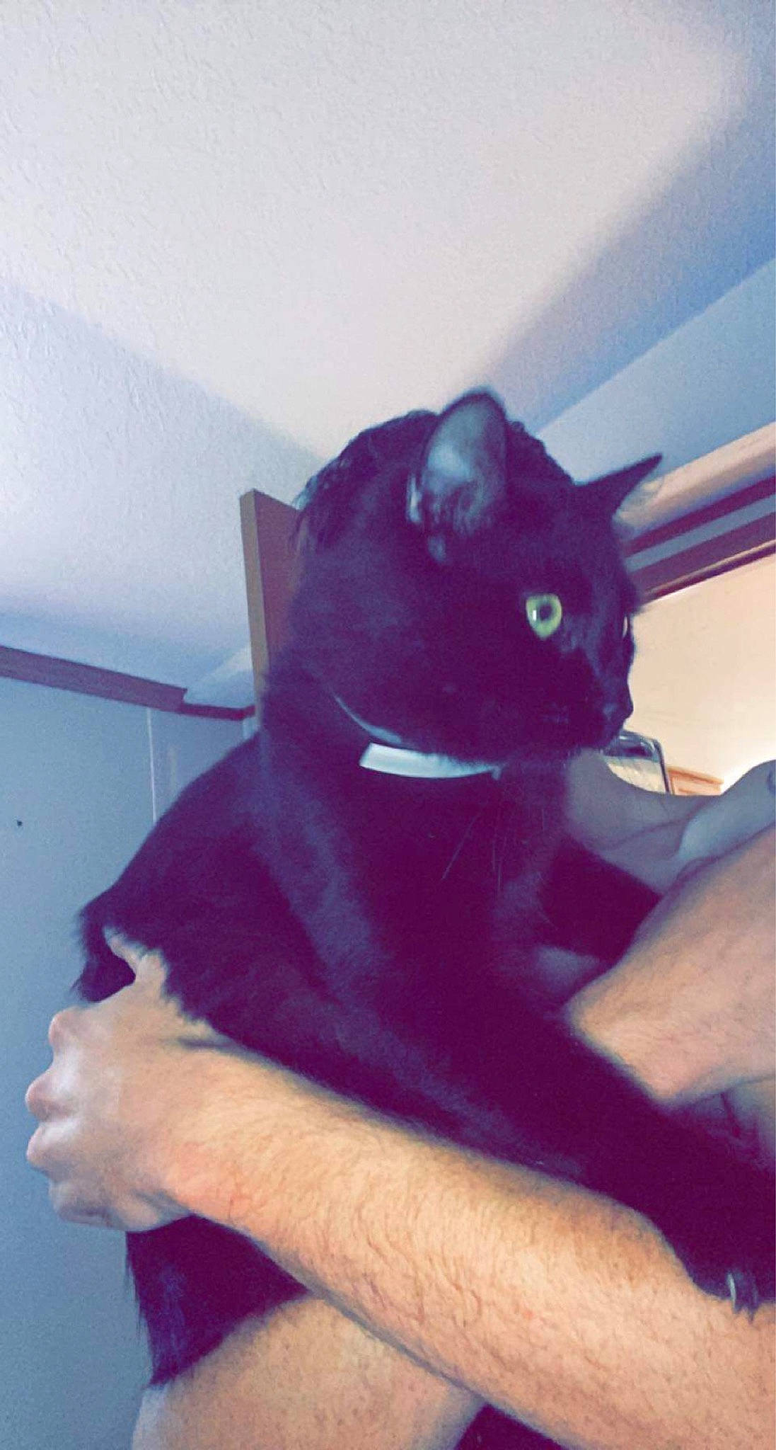 Kitty joined the competition — help win amazing prizes! arm, black_cat, carnivore, cat, comfort, elbow, electric_blue, felidae, finger, gesture, hand, human_leg, leg, sleeve, small_to_medium_sized_cats, snout, t_shirt, tail, thigh, whiskers