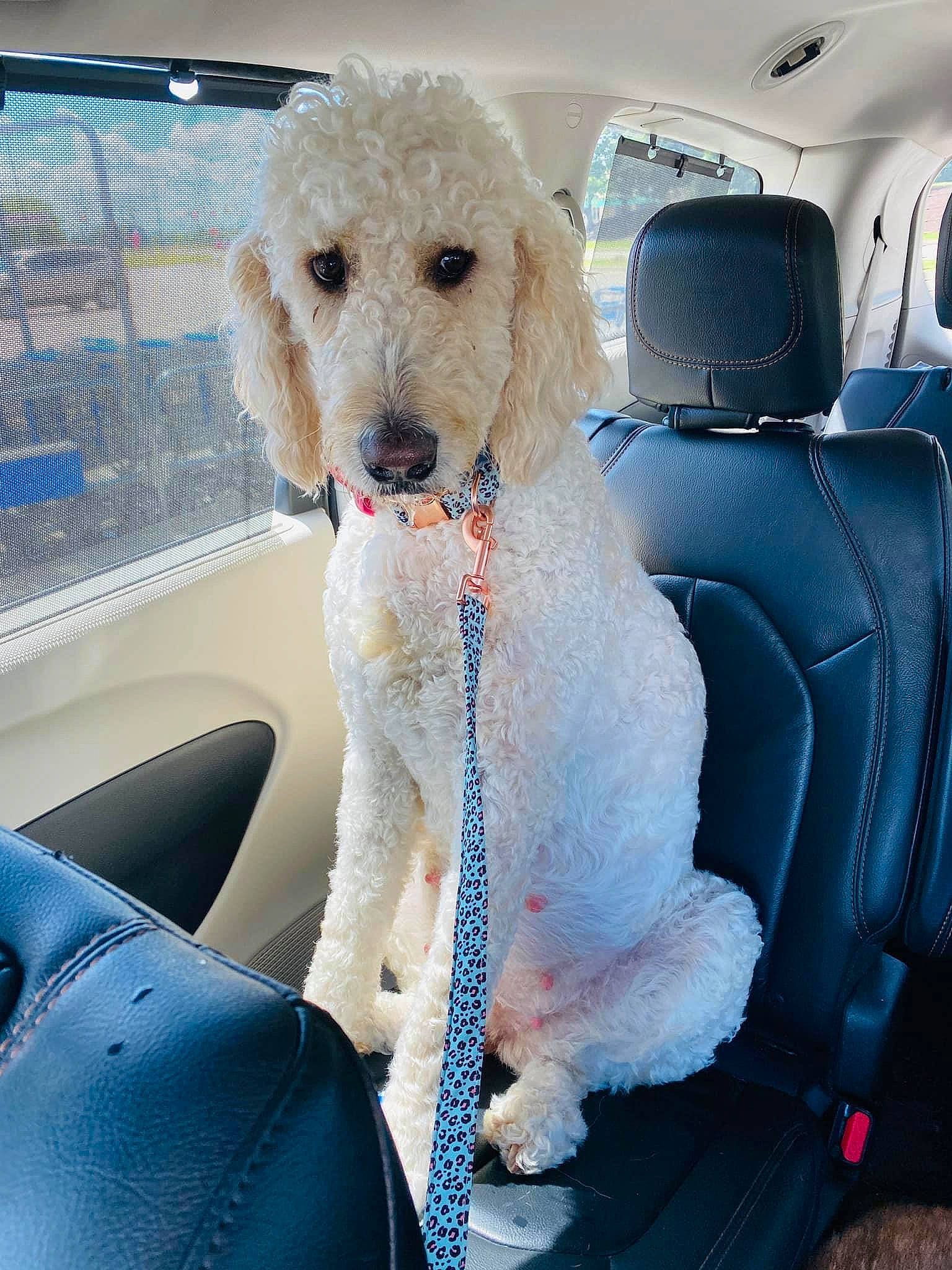 Bailey is registered to the contest to win money with this photo: automotive_exterior, canidae, car, car_seat, car_seat_cover, carnivore, companion_dog, dog, dog_breed, glasses, head_restraint, motor_vehicle, poodle, seat_belt, snout, sporting_group, toy_dog, vehicle, vehicle_door, water_dog