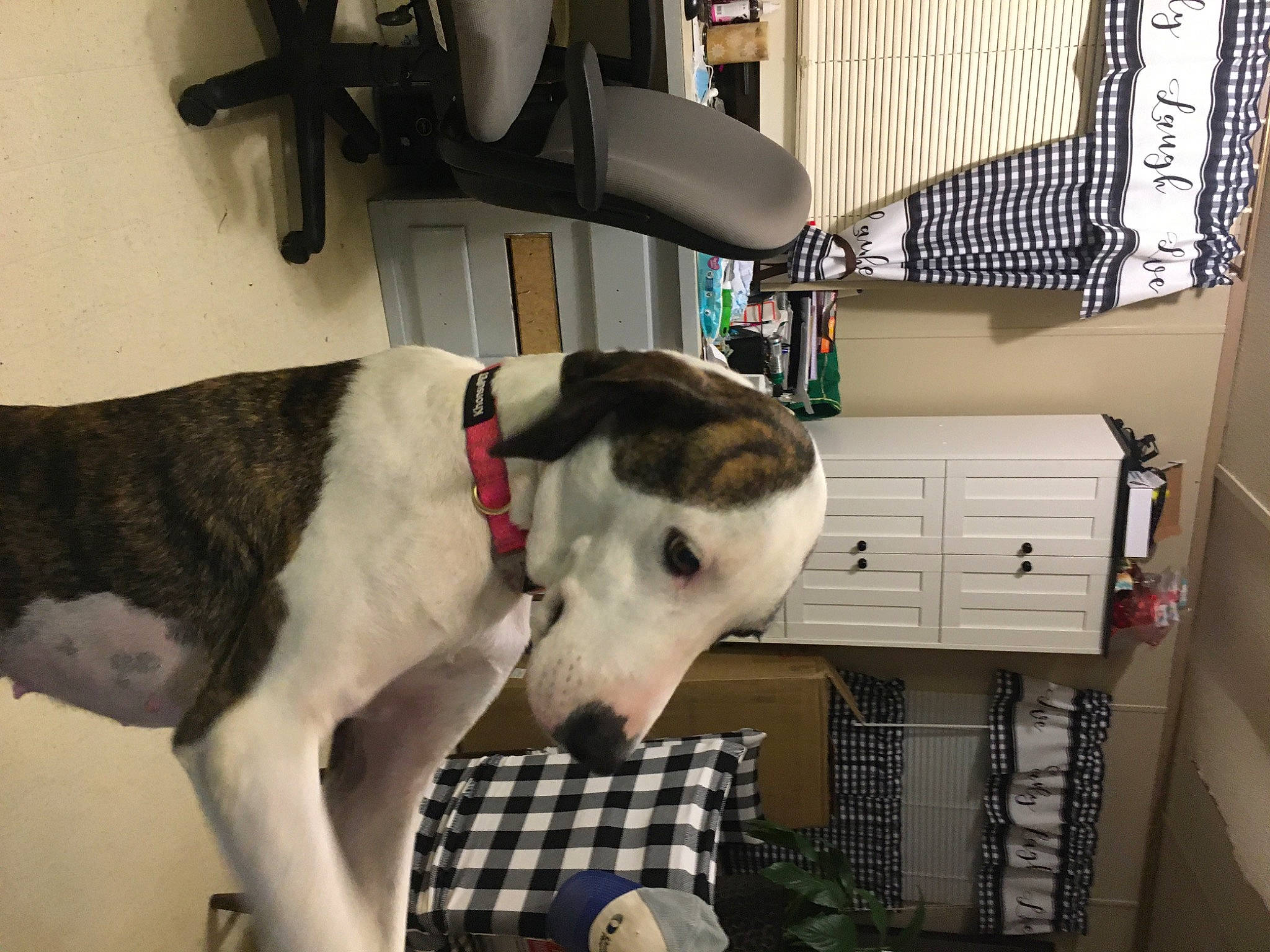 Mama is registered to the contest to win money with this photo: canidae, carnivore, collar, companion_dog, dog, dog_breed, dog_collar, dog_supply, fawn, fur, non_sporting_group, pet_supply, plaid, sighthound, snout, sporting_group, tartan, whiskers, working_animal, working_dog