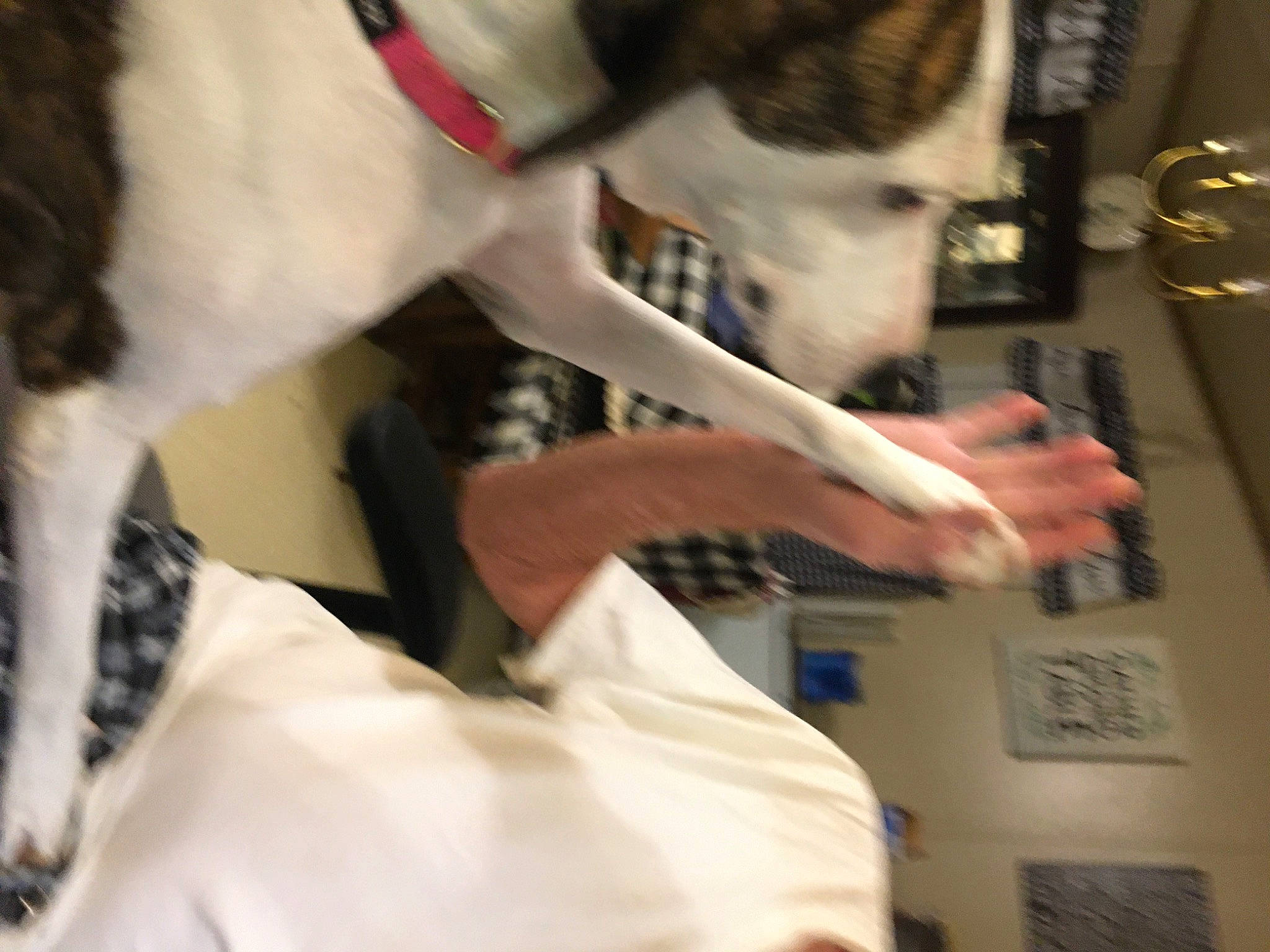 Mama is registered to the contest to win money with this photo: canidae, carnivore, collar, companion_dog, dog, dog_breed, elbow, fawn, felidae, fur, gesture, human_leg, mammal, nail, small_to_medium_sized_cats, sporting_group, t_shirt, tail, working_animal, wrist