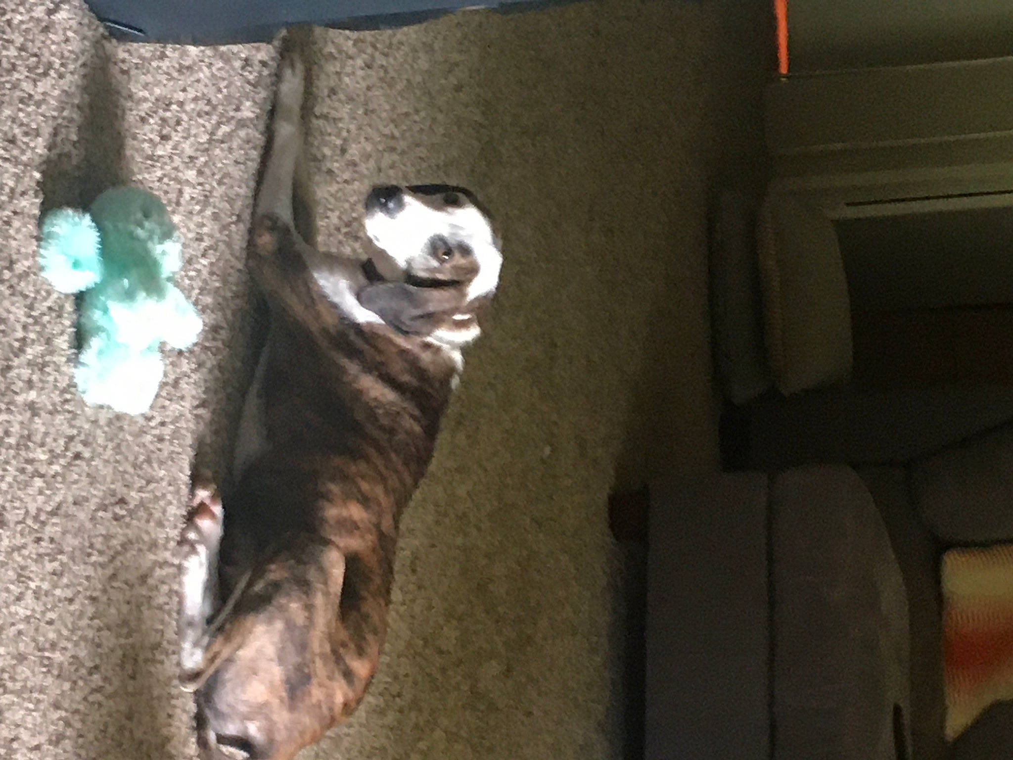 Mama joined the competition — help win amazing prizes! canidae, carnivore, comfort, companion_dog, dog, dog_breed, domestic_short_haired_cat, felidae, flooring, fur, grey, hardwood, non_sporting_group, paw, small_to_medium_sized_cats, sporting_group, stuffed_toy, tail, whiskers, wood