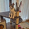 Bonni participe au concours pour gagner de l'argent avec cette photo : animal, blinds, cat, cat_food, cat_tree, feather_toy, gray_fur, hanging_toy, indoor, kitten, living_room, pet, pet_bowl, portrait, scratching_post, sitting, white_fur, wide_eyed, window, wooden_furniture