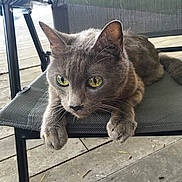 Simon is registered to the contest to win money with this photo: animal, cat, chair, close_up, daylight, domestic_cat, ears, feline, gray_cat, green_eyes, looking_away, mesh_chair, nature, outdoor, paw, pet, relaxed, resting, whiskers, wooden_deck