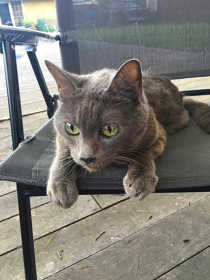 Simon