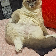 Bianca participe au concours pour gagner de l'argent avec cette photo : cat, fluffy, pink_blanket, orange_pillow, indoor, relaxed, sitting, feline, fur, cute, cozy, sparkles, decor, pet, animal, soft_texture, resting, comfort, home, cute_pet