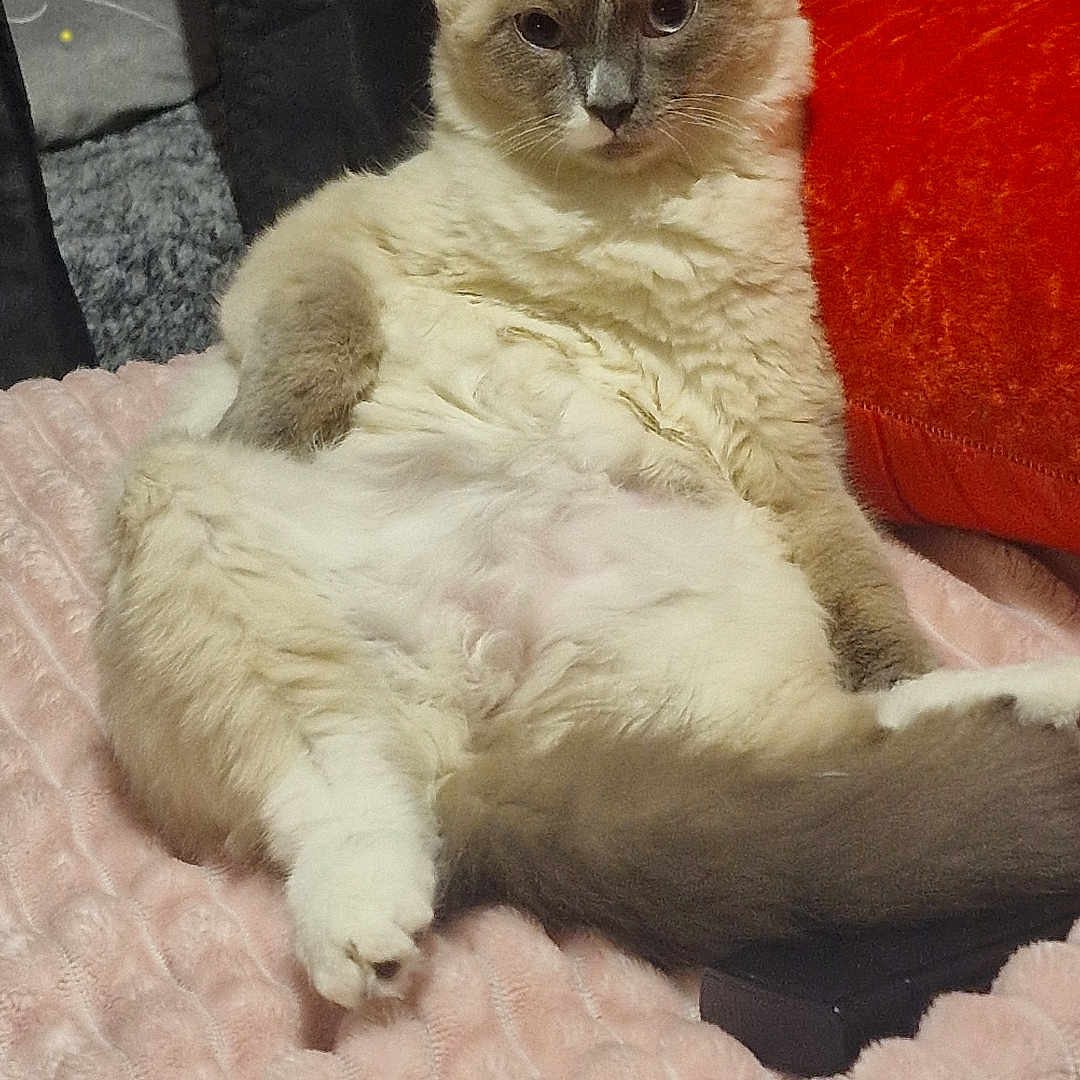 Bianca participe au concours pour gagner de l'argent avec cette photo : animal, cat, comfort, cozy, cute, cute_pet, decor, feline, fluffy, fur, home, indoor, orange_pillow, pet, pink_blanket, relaxed, resting, sitting, soft_texture, sparkles