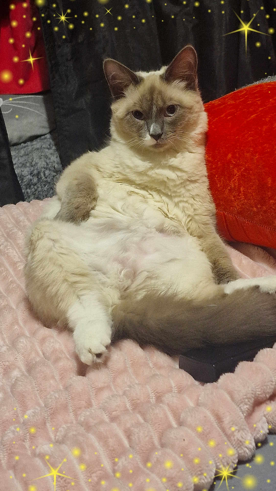 Bianca participe au concours pour gagner de l'argent avec cette photo : cat, fluffy, pink_blanket, orange_pillow, indoor, relaxed, sitting, feline, fur, cute, cozy, sparkles, decor, pet, animal, soft_texture, resting, comfort, home, cute_pet