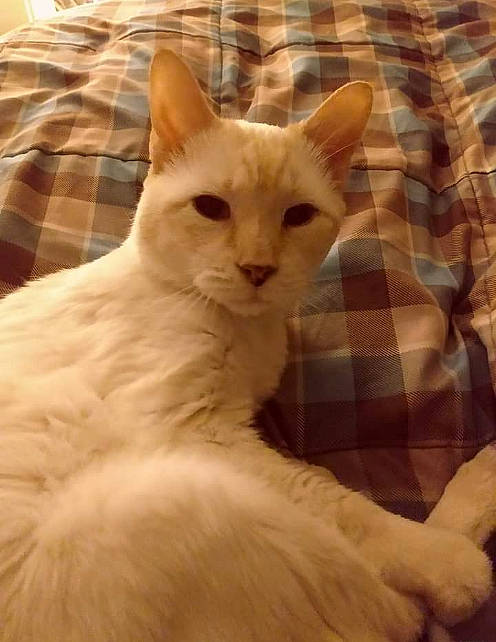 Tar Tar is registered to the contest to win money with this photo: carnivore, cat, claw, comfort, eye, fawn, felidae, fur, head, iris, linens, pattern, plaid, small_to_medium_sized_cats, snout, tail, tartan, terrestrial_animal, whiskers