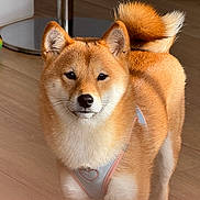 Venice a rejoint le concours — aidez-le/la à gagner de superbes lots ! close_up, companion, cute, dog, domestic_dog, ears, fluffy_tail, fur, gaze, hardwood_floor, harness, heart_patch, home, indoor, nose, pet, portrait, shiba_inu, toy_ball, whiskers