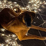 Teddy is registered to the contest to win money with this photo: dog, brown_dog, pet, animal, lying_down, fairy_lights, string_lights, festive, holiday, indoor, floor, carpet, warm_lighting, portrait, looking_at_camera, relaxed, long_legs, floppy_ears, home, cozy