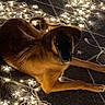 dog, brown_dog, pet, animal, lying_down, fairy_lights, string_lights, festive, holiday, indoor, floor, carpet, warm_lighting, portrait, looking_at_camera, relaxed, long_legs, floppy_ears, home, cozy