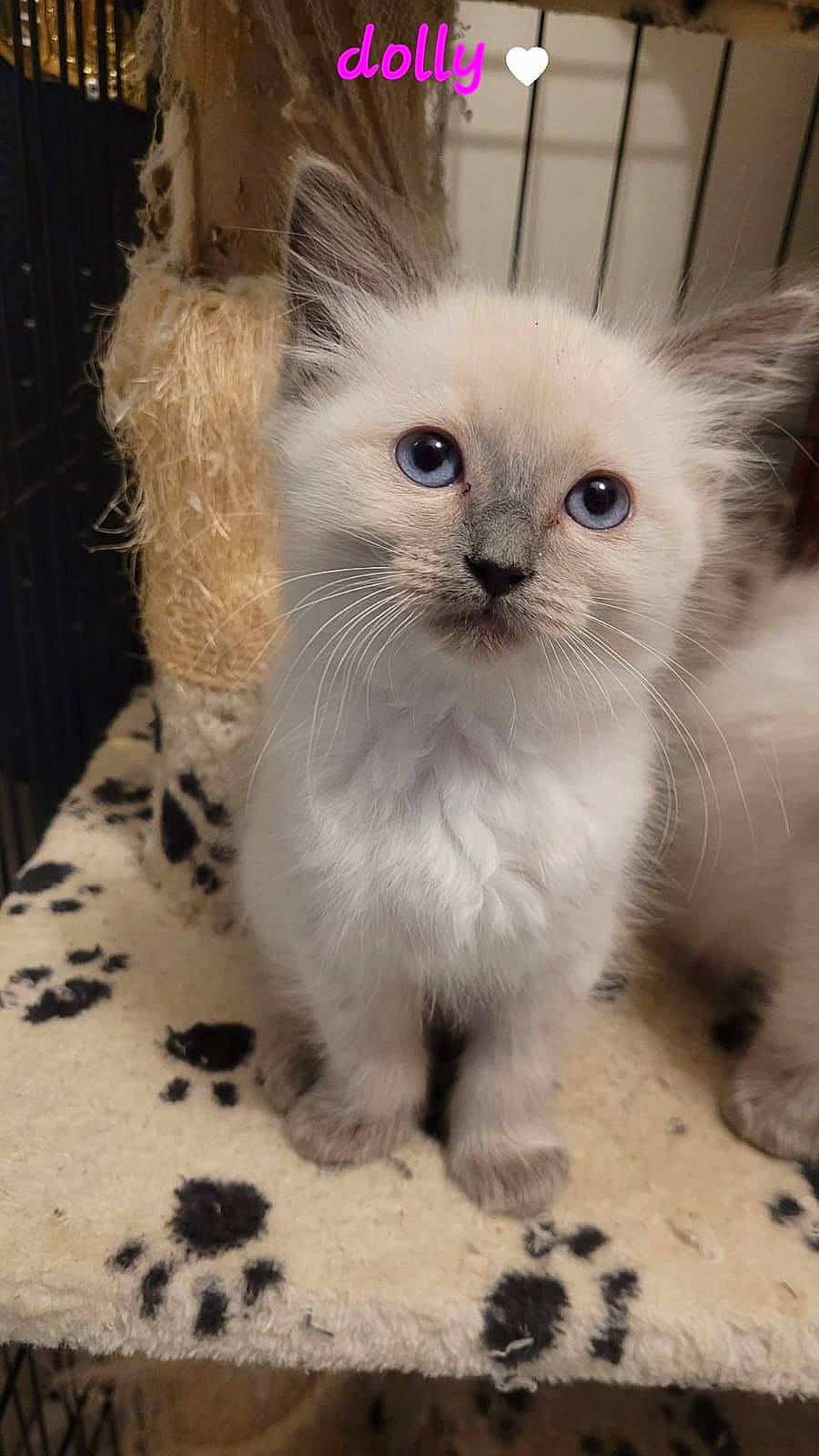 Dolly is registered to the contest to win money with this photo: carnivore, cat, claw, fawn, felidae, flooring, fur, paw, photo_caption, small_to_medium_sized_cats, snout, terrestrial_animal, whiskers