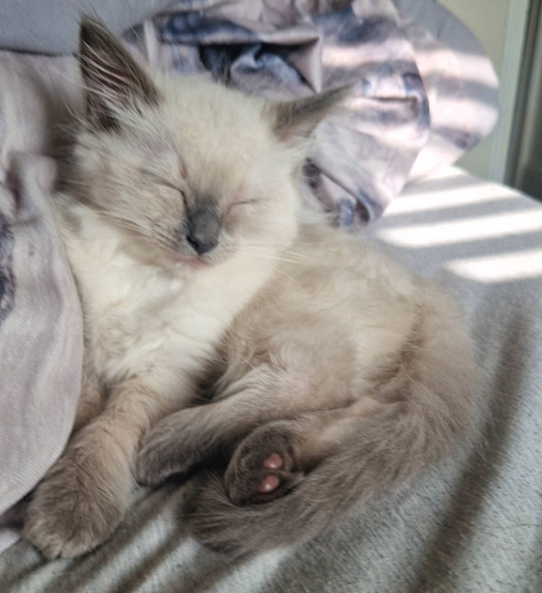 Dolly joined the competition — help win amazing prizes! birman, british_longhair, carnivore, cat, claw, comfort, domestic_short_haired_cat, eye, fawn, felidae, fur, nap, paw, photo_caption, ragdoll, sleep, small_to_medium_sized_cats, snout, thai, whiskers