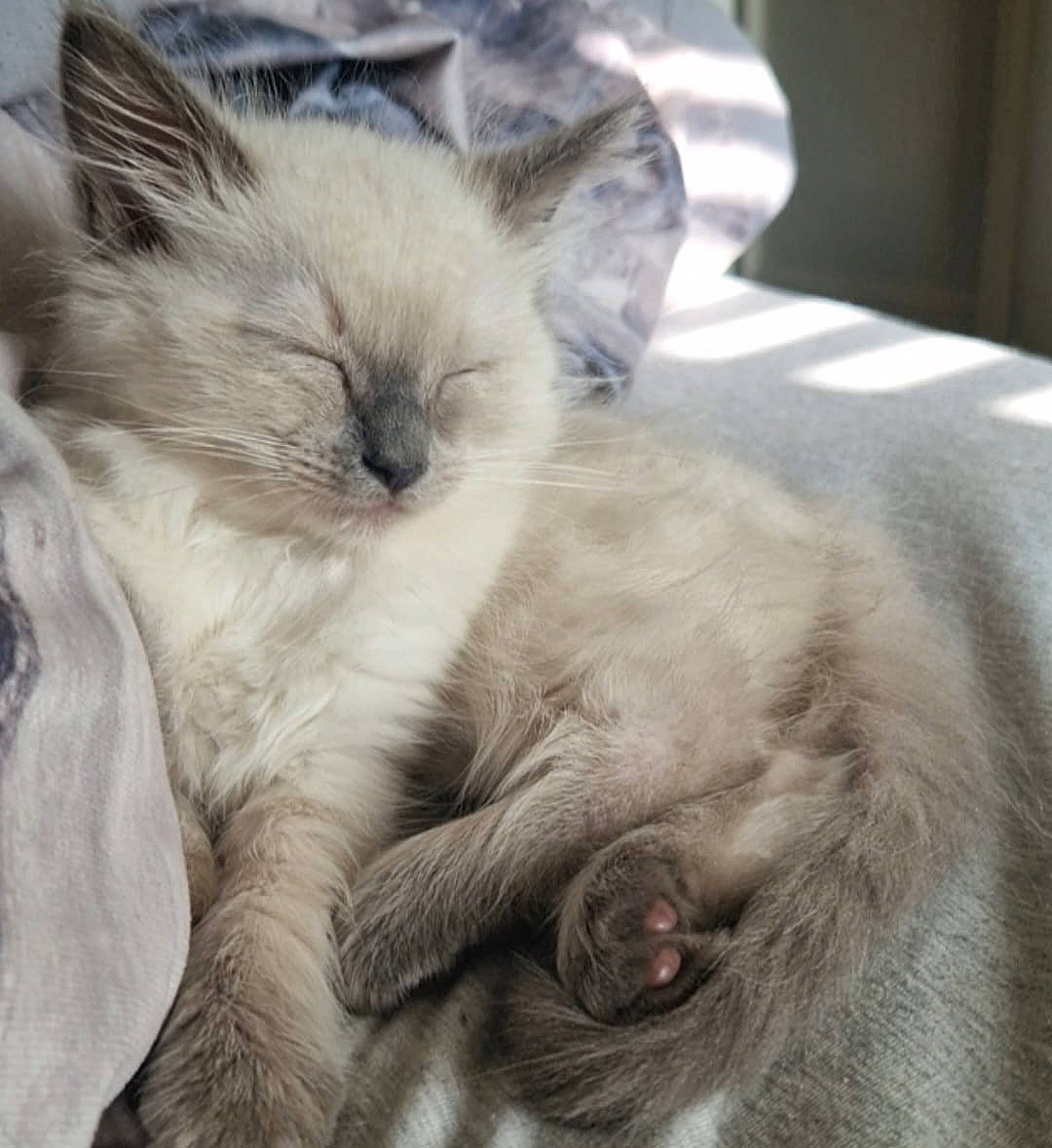 Dolly joined the competition — help win amazing prizes! balinese, birman, carnivore, cat, claw, comfort, fawn, felidae, fur, nap, paw, photo_caption, sleep, small_to_medium_sized_cats, snout, tail, terrestrial_animal, thai, tonkinese, whiskers