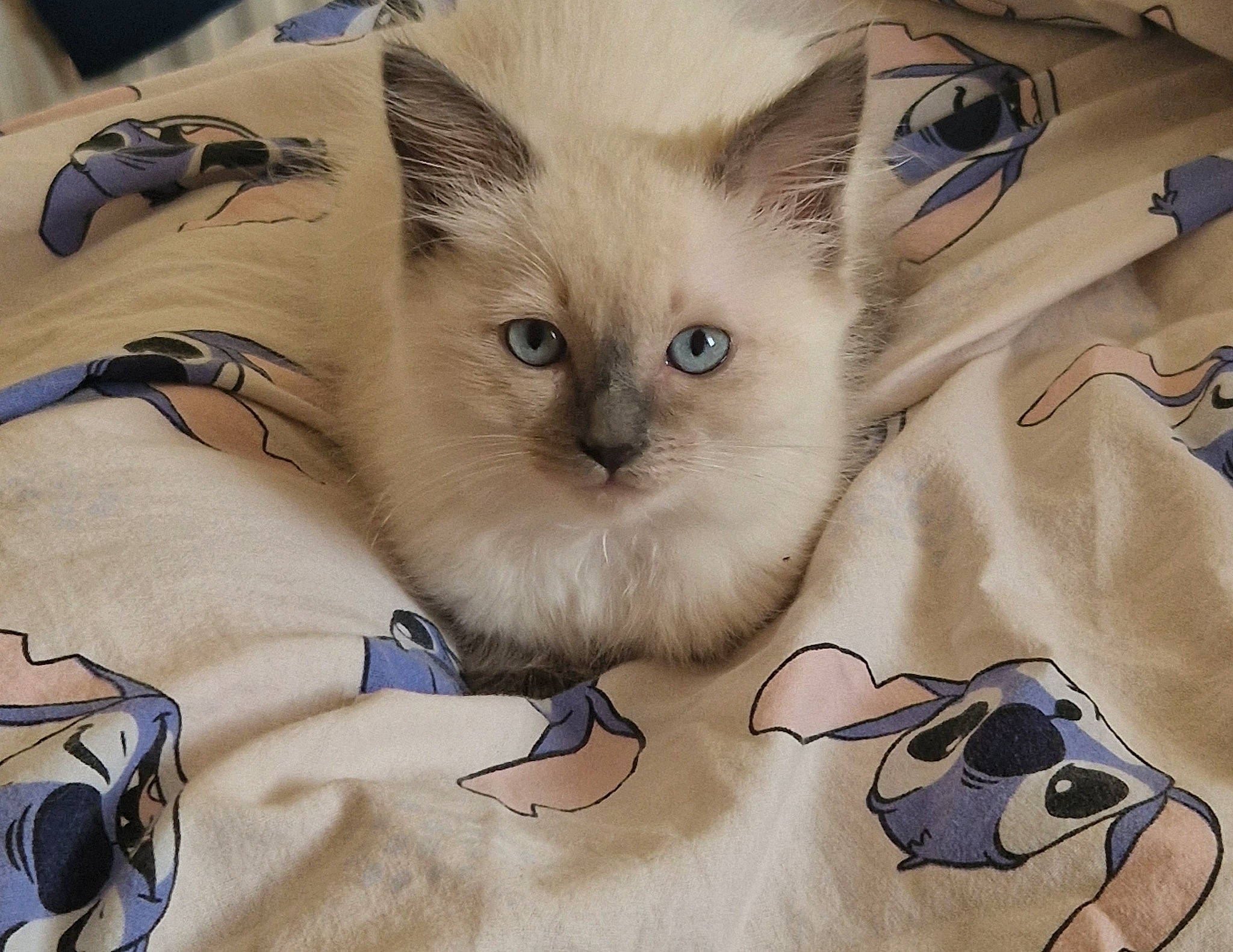 Dolly is registered to the contest to win money with this photo: bag, balinese, birman, carnivore, cat, comfort, domestic_short_haired_cat, eye, fawn, felidae, fur, pattern, paw, ragdoll, siamese, small_to_medium_sized_cats, snout, thai, whiskers, white